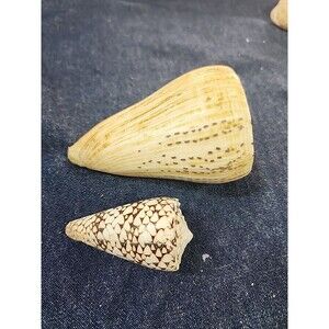 Leopard cone shells 4" and 2 5/8"